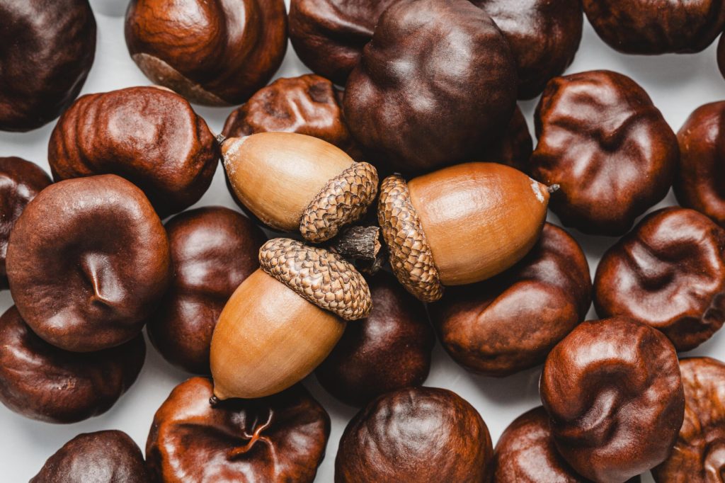 Kasztany i żołędzie do jesiennych zabaw sensorycznych Montessori